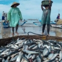 Ekspor Perikanan Indonesia Terus Meningkat