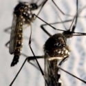 Kini Hindari Virus Zika, Jangan Berhubungan Seks Selama Enam Bulan