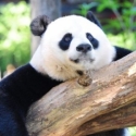 Panda Raksasa Tak Lagi Jadi Hewan Terancam Punah