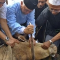 Perhatikan Adab-Adab Menyembelih Hewan Kurban