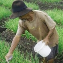 Jumlah Petani Terus Susut Dan Banyak Berusia Lanjut