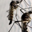 Malaysia Konfirmasi Kasus Zika Pertama