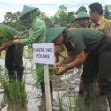 Prajurit TNI Bersama Masyarakat Tanam Padi Serempak Di Sulbar