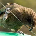 Salah Satu Burung Tercedas Di Dunia Terancam Punah