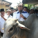 Ketum PAN Berkurban Sapi Di Kampung Halaman