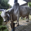 Hewan Kurban Jokowi Di Serang Lebih Kecil Ketimbang Di Istiqlal