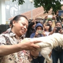 Serahkan Ayam Jago, Mahasiswa Desak KPU DKI Berlaku Netral