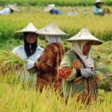 Hore... Petani Lebih Sejahtera