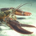 Terungkap, Penghasil Lobster Terbesar Di ASEAN Selundupkan Bibit Dari Indonesia