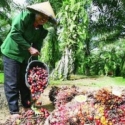Eropa & AS Coba Singkirkan Produk Sawit Indonesia