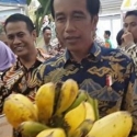Jokowi Terkesima Lihat Pisang Tongka Langit Ambon