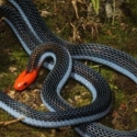 Penelitian: Bisa Ular Paling Mematikan Di Dunia Jadi Penghilang Rasa Sakit