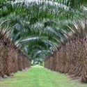 Kelapa Sawit Terbukti Jadi Pendorong Pertumbuhan Ekonomi Nasional