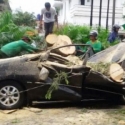 Tidak Semua Korban Pohon Tumbang Bisa Minta Ganti Rugi