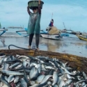Indonesia Pimpin Perdagangan Ikan Di Asia
