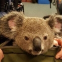 Bayi Koala Ditemukan Di Dalam Tas Kanvas