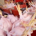 Peternak Dukung Aturan Patokan Harga Ayam
