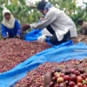 Kopi Jadi Komoditas Unggulan Indonesia Tapi Petaninya Belum Sejahtera