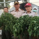 Cabai Berbakteri Dari Tiongkok Ancaman Kedaulatan Pangan
