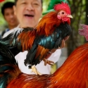 Sambut Imlek, Kebun Binatang Filipina Gelar Pameran Ayam Jantan
