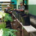 Danramil Diperintakan Tanam Cabai