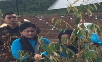 Istri Jokowi Tanam Durian