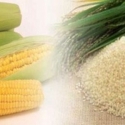 Produksi Beras Dan Jagung Surplus