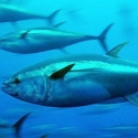 Banyak Maling Ikan, Populasi Tuna Susut
