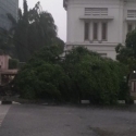 Hujan Lebat Disertai Angin Kencang, Pohon Di Sejumlah Titik Tumbang