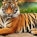 Lima Bangkai Harimau Beku Ditemukan Di Freezer