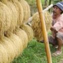 Beli Gabah Petani, Bulog Kalah Cepat Dari Tengkulak