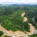 Selamatkan Hutan Kalimantan