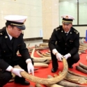 Bea Cukai China Sita 100 Gading Mammoth