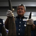 Bea Cukai Malaysia Amankan 18 Cula Badak Dari Mozambik