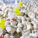 KPPU Dorong Kemendag Atur HET Ayam Dan Pakan Ternak