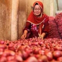 Jelang Ramadhan, Harga Komoditas Bawang Turun