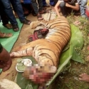 Kerusakan Hutan Bisa Juga Jadi Faktor Harimau Masuk Ke Perkampungan Di Labura