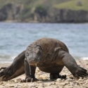 Abaikan Peringatan, Turis Singapura Digigit Komodo