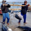 Ikan Melimpah, Perizinan Menangkap Dipercepat