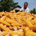 Kementan Sebut Produksi Jagung Nasional Meningkat Signifikan