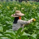 Serbuan Tembakau Impor Menghancurkan Petani