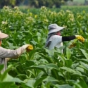Petani Tembakau Minta Menkeu Bertindak