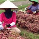 Harga Bawang Di Solok Anjlok, Banteng Senayan Salahkan Bulog