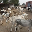 Negara Bagian India Ini Tolak Larangan Penjualan Ternak Untuk Disembelih