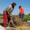 Petani Menjerit Gara-gara Daya Serap Gabah Bulog Anjlok 50 Persen
