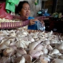 DPR Dukung Peningkatan Produksi Bawang Putih