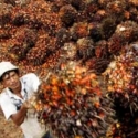Dua LSM Asing Ini Rajin Serang Industri Sawit Indonesia, Pemerintah Diminta Untuk Melawan