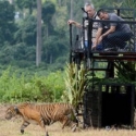 Panglima TNI Bersama Tommy Winata Lepas Harimau Sumatera