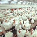 Harga Ayam Ras Dan Telur Turun, Mendag Ngaku Dilematis