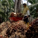 RUU Perkelapasawitan Langgar Prinsip Pelestarian hutan